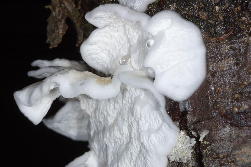 Plicatura nivea